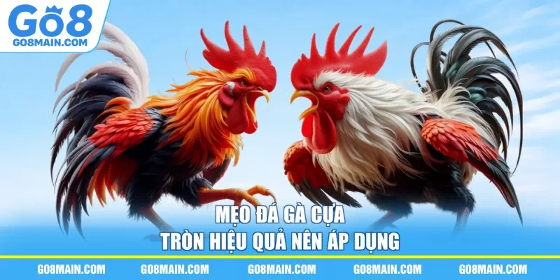 Mẹo đá gà cựa tròn hiệu quả nên áp dụng